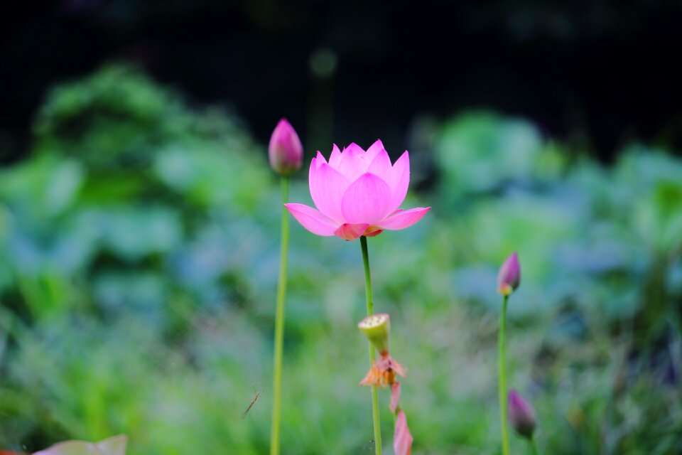 Flowers pink insects
