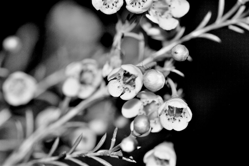 Plant strauss blossom