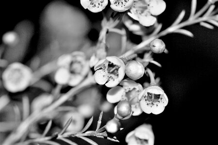 Plant strauss blossom