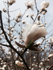 Flower bud twig