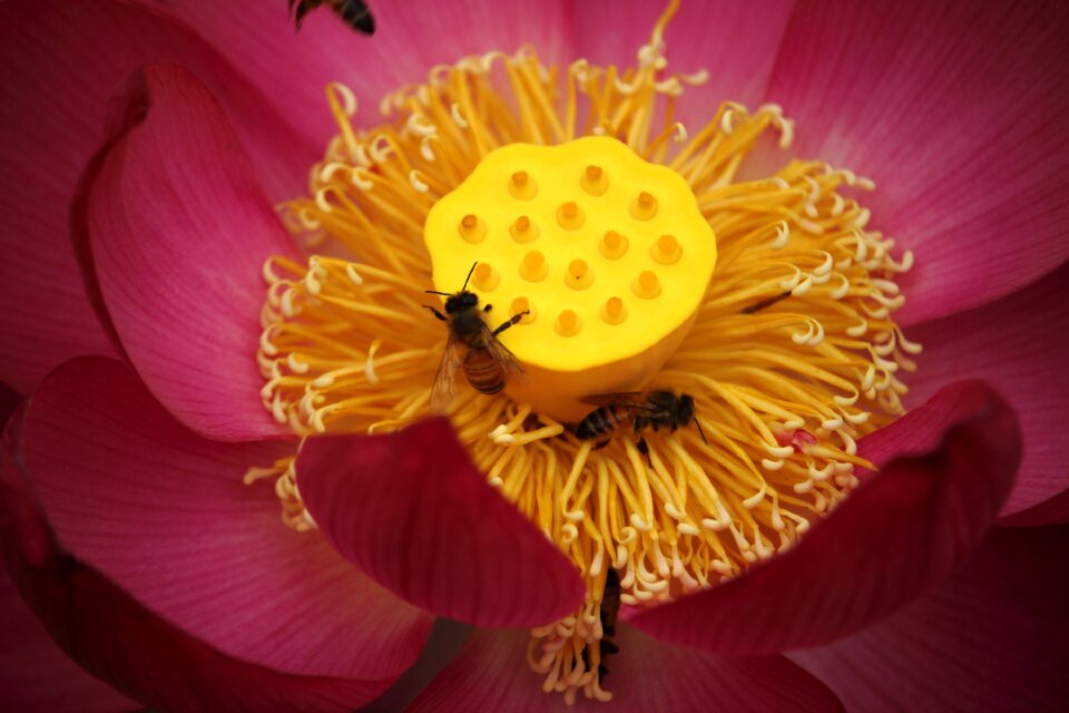Flowers pink insects