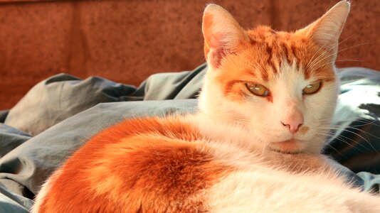Bed siesta lying