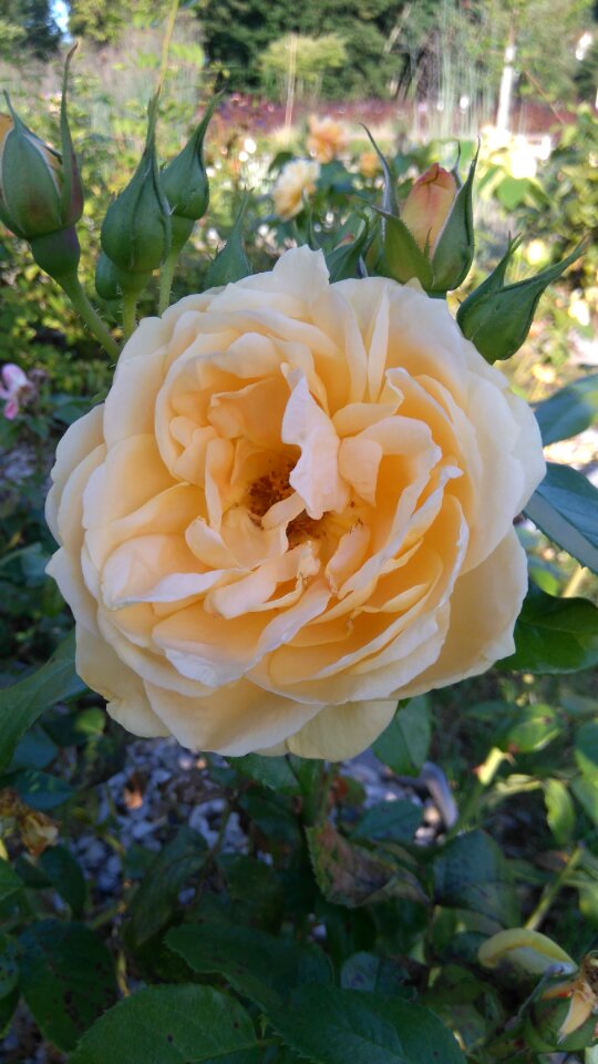 Rose garden white
