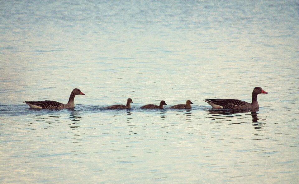 Wild birds ducks wild