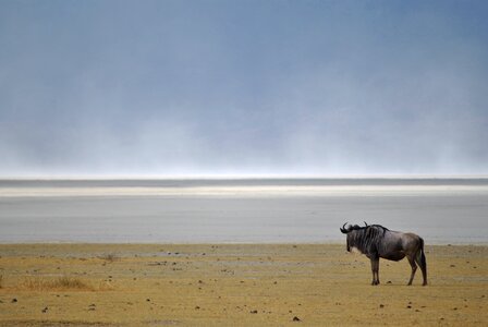 National park africa ngorongoro