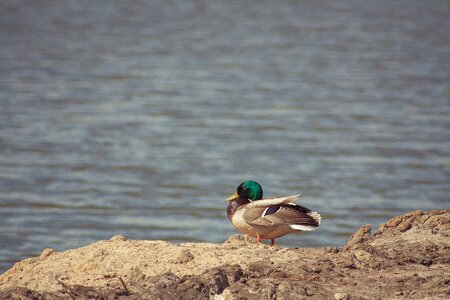 Wild birds birds animals photo