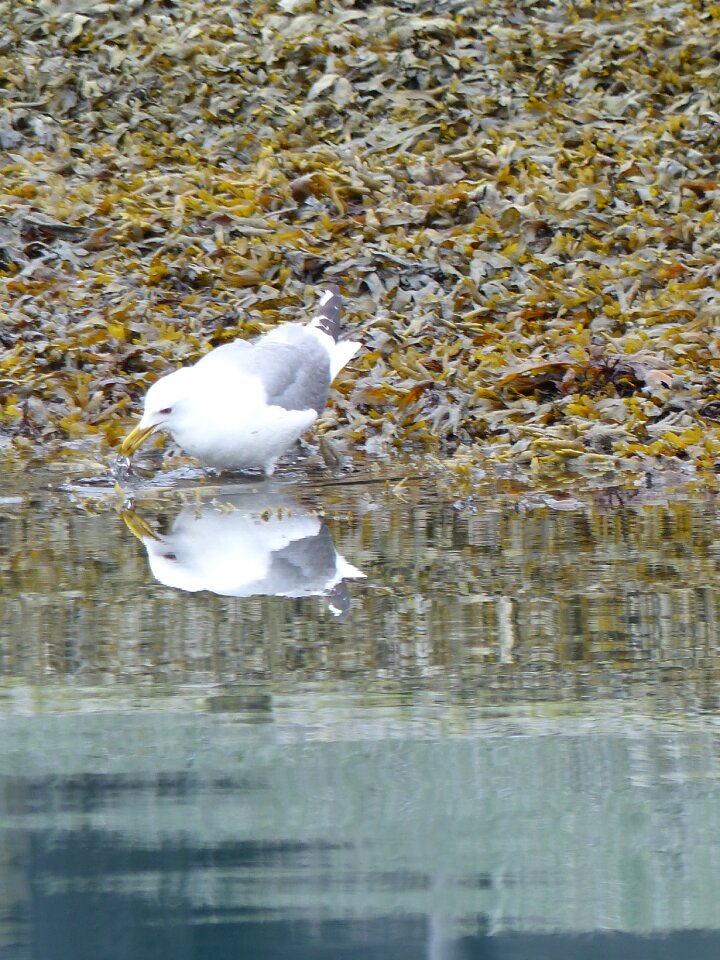 Animal water bird beach