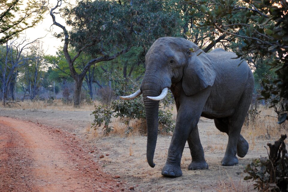 National park africa safari photo