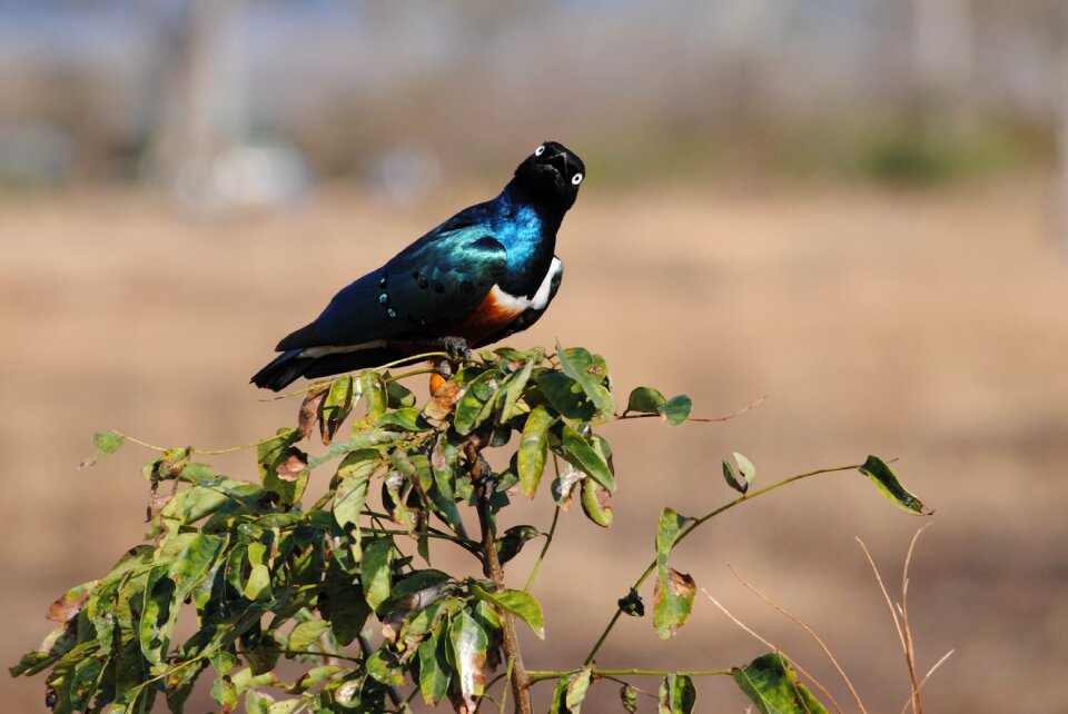 Bird national park nature