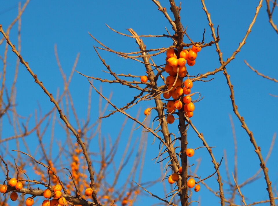 Orange blue branch