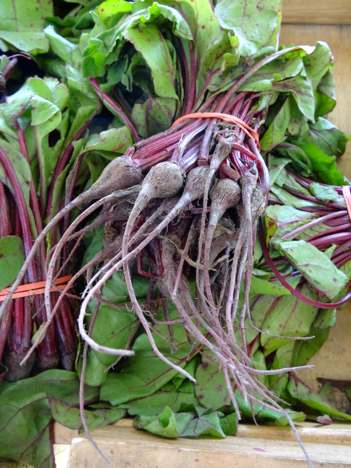 Vegetable fresh beetroot