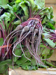 Vegetable fresh beetroot