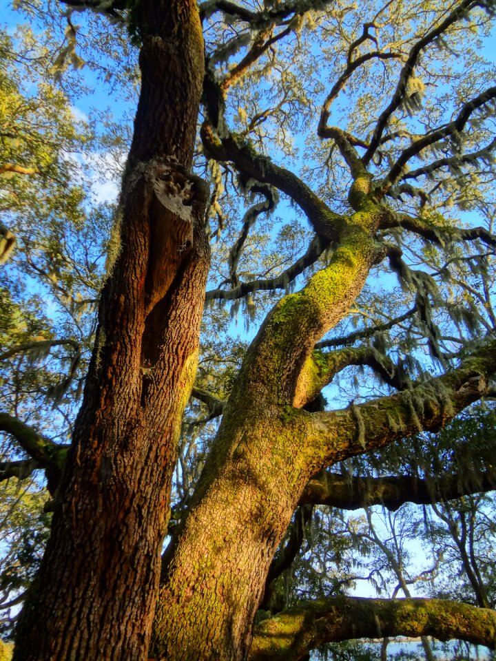 Branch wood environment photo