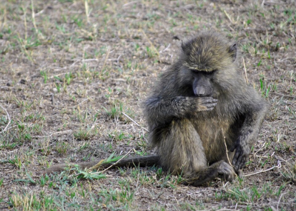 Safari serengeti monkey