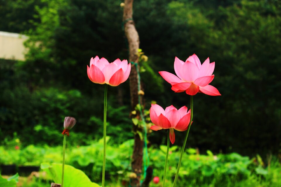 Lotus daechung lotus village