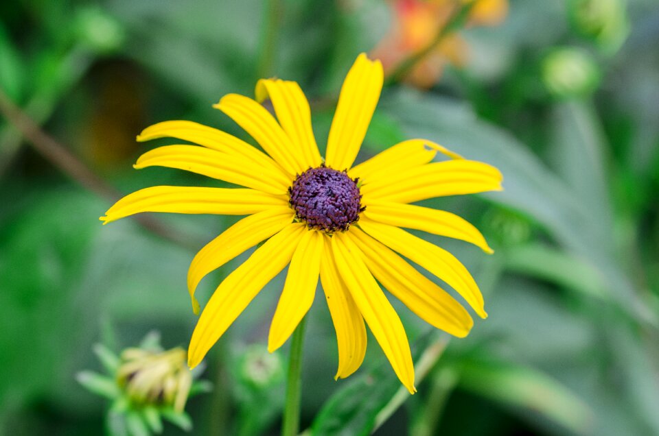 Nature summer blossom