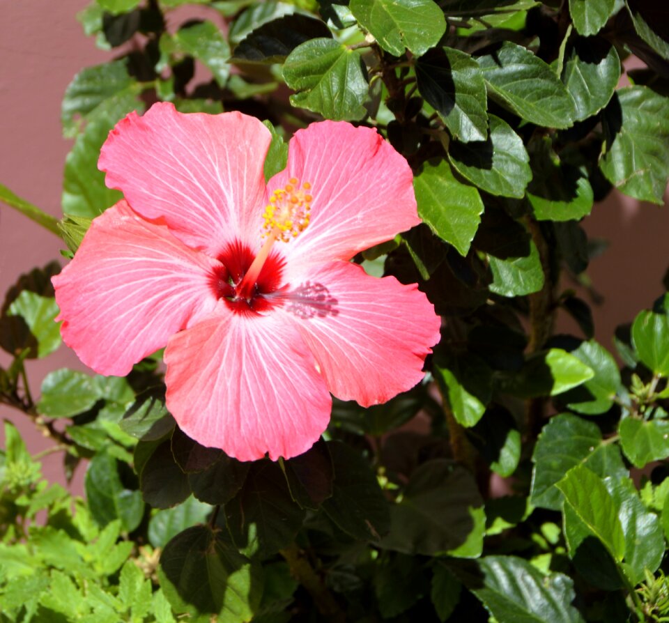 Tropical flower blossom