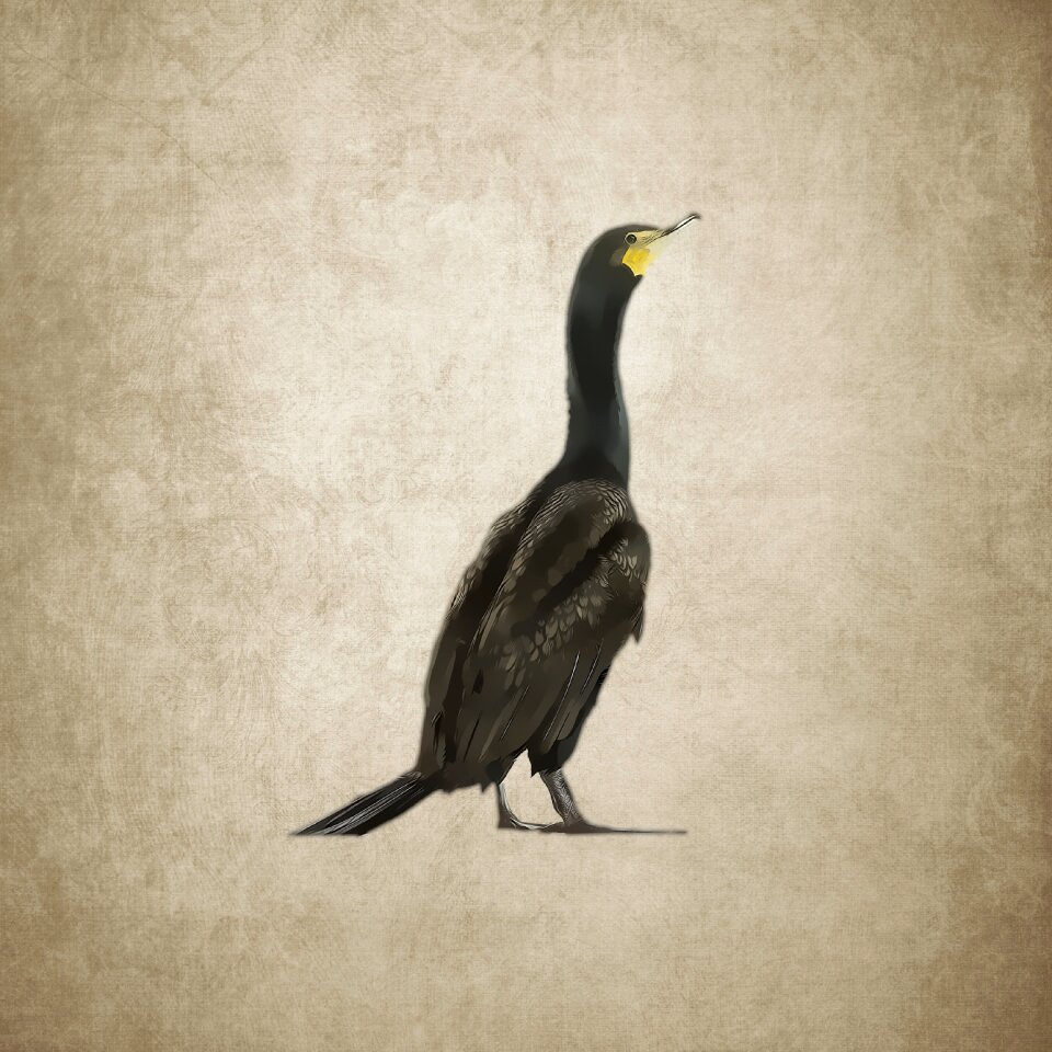 Cormorant drawing vintage
