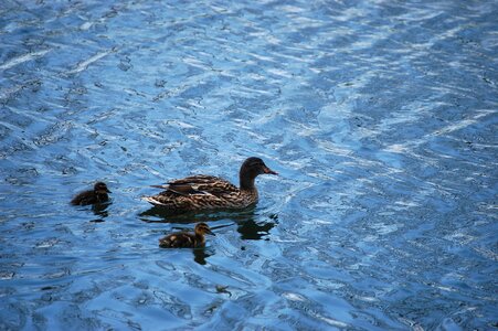 Nature pond wildlife