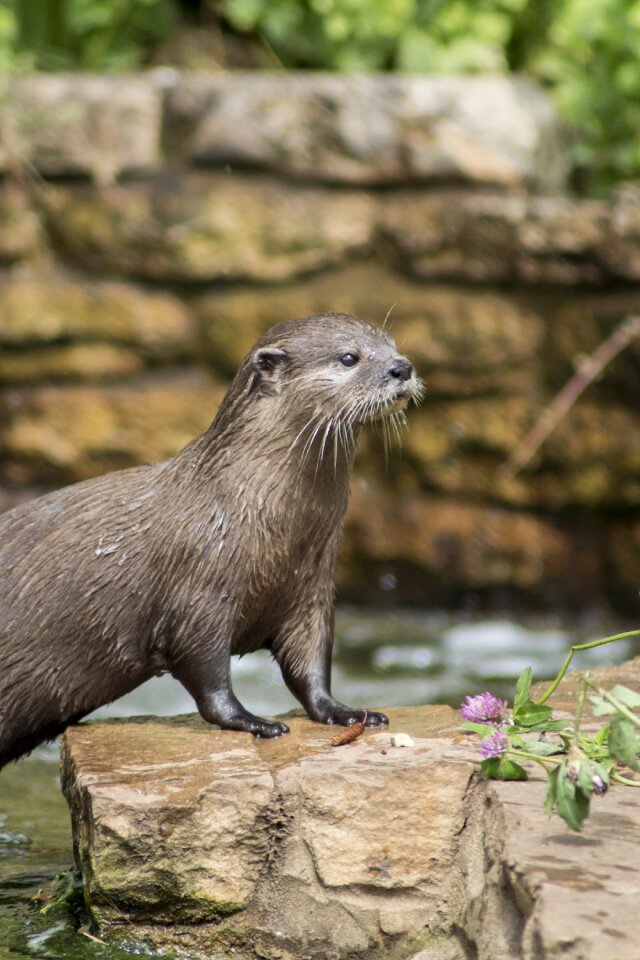 Wildlife wild animal