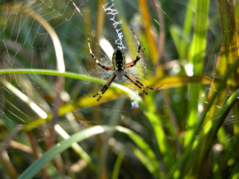 Spiderweb nature spider