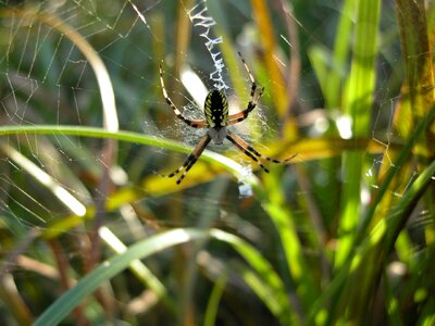 Spiderweb nature spider