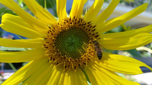 Plant sunflower insect photo
