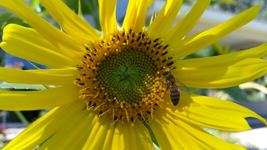 Plant sunflower insect