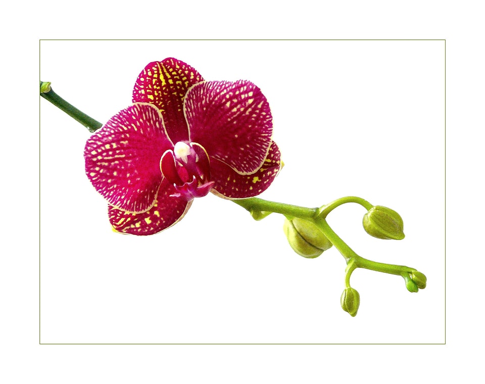 Flowers plant flower