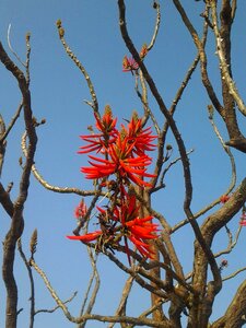 Erythrina coral erythrina coral tree
