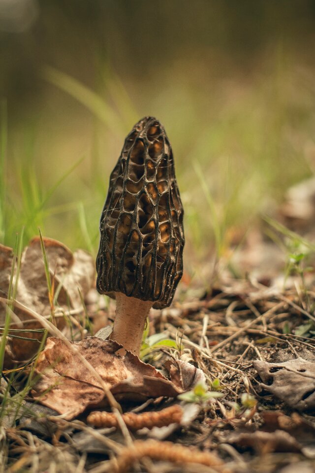 Closeup nature plant