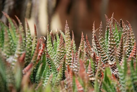 Cactus leaf gardening