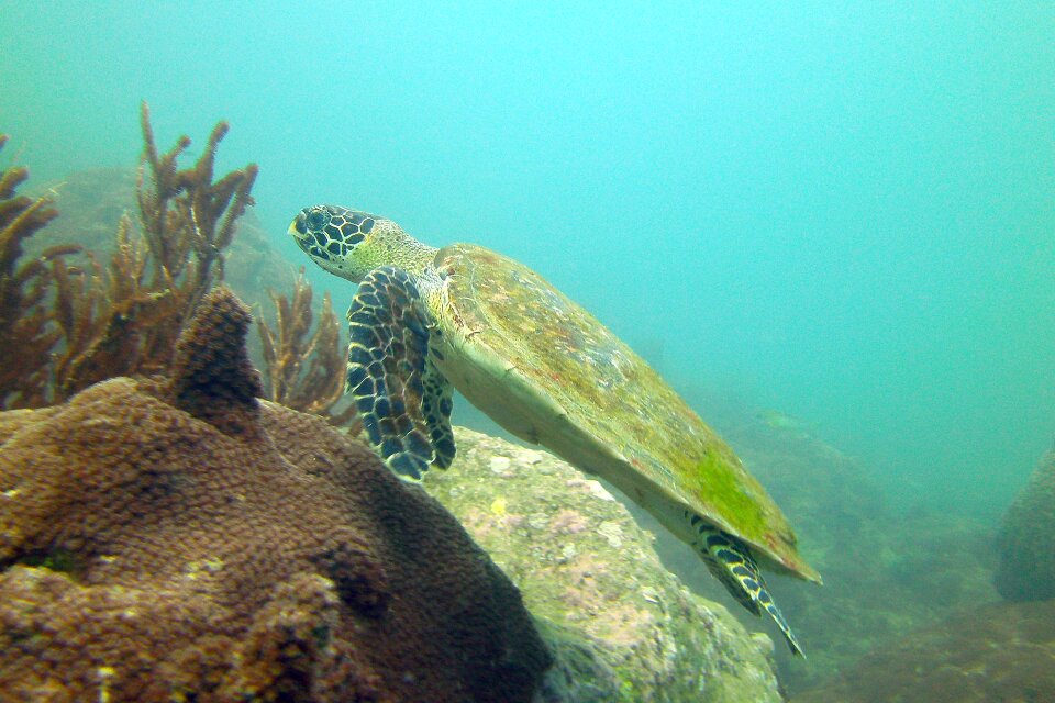Turtle koh samui thailand