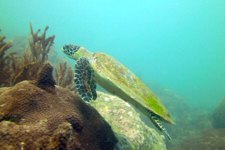 Turtle koh samui thailand