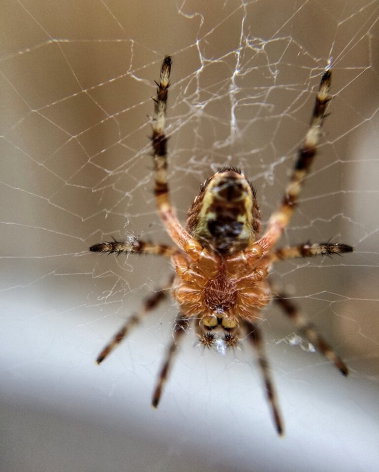 Web arachnid insect