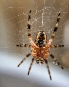 Web arachnid insect photo