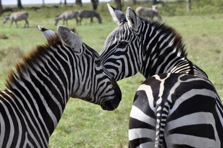 Safari stripes