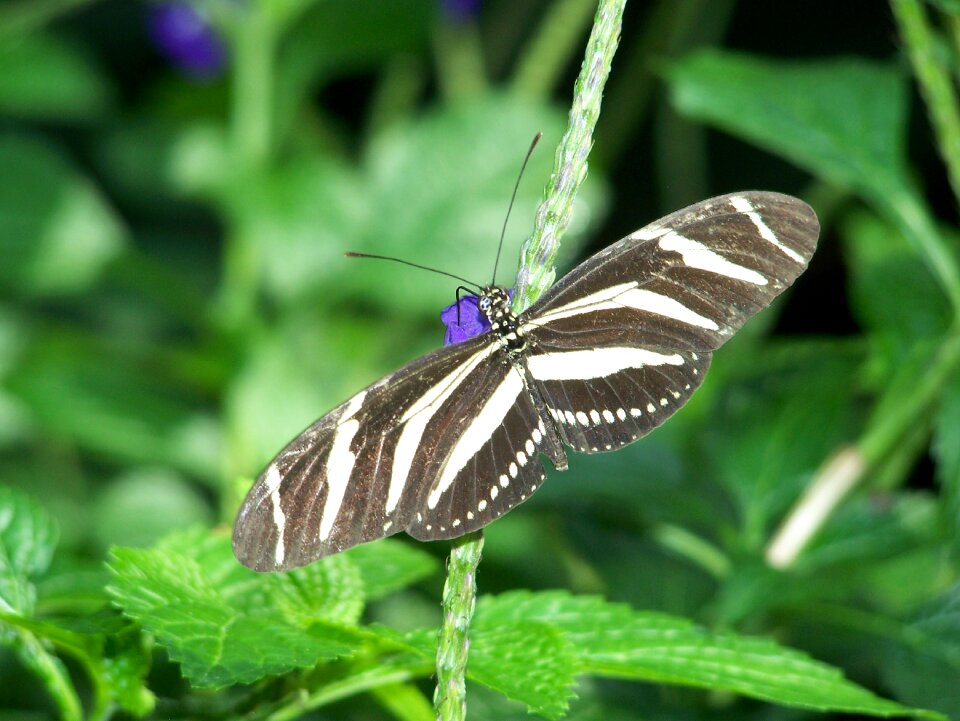 Garden wing animal