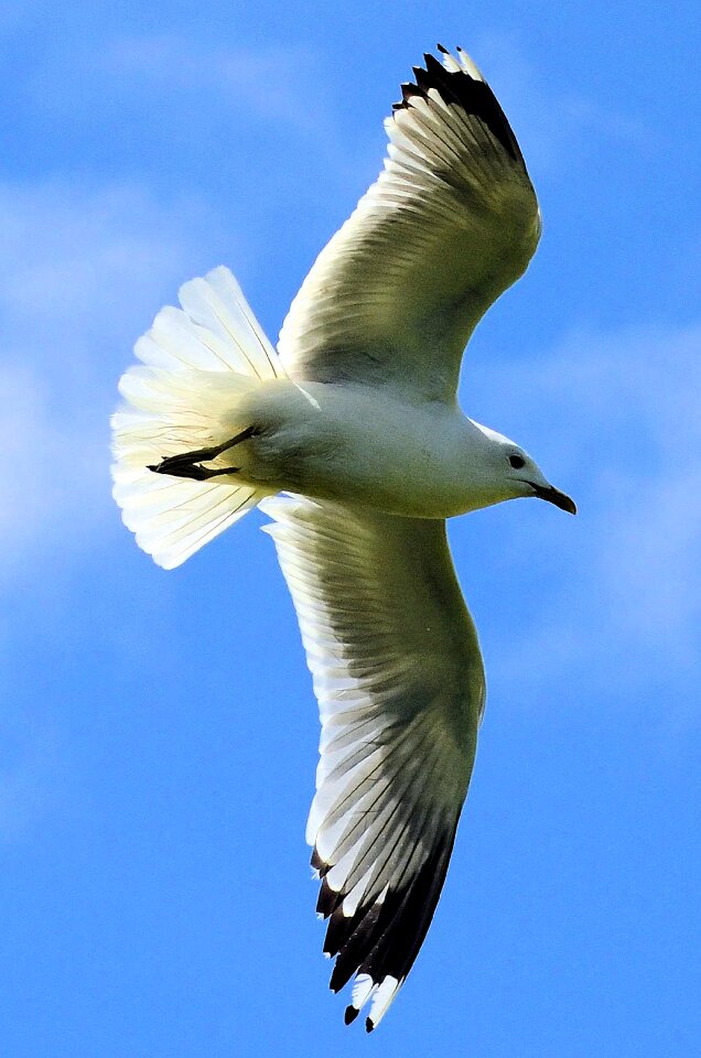 Gull nature animal