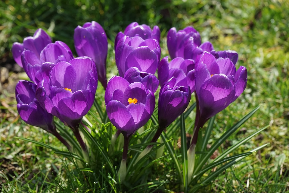 Close up spring bühen photo