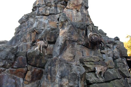 Stones summit goat