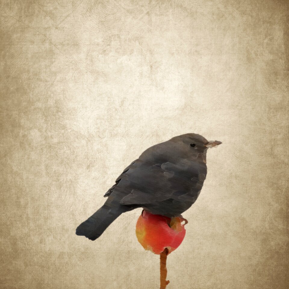 Songbird drawing vintage