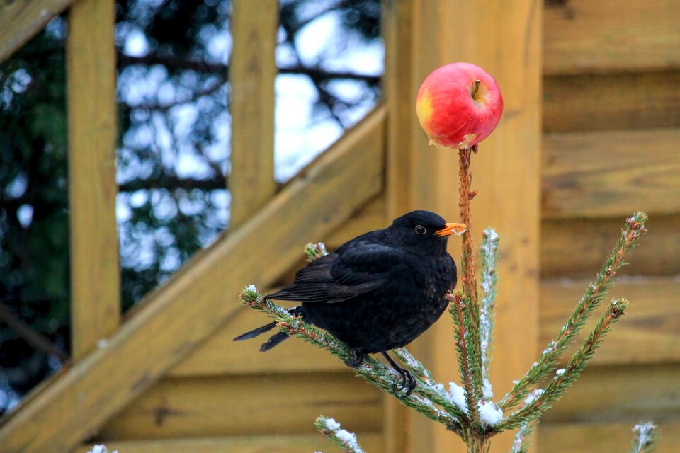 Apple songbird black