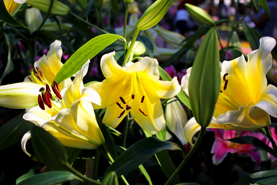 Blossom nature tropical