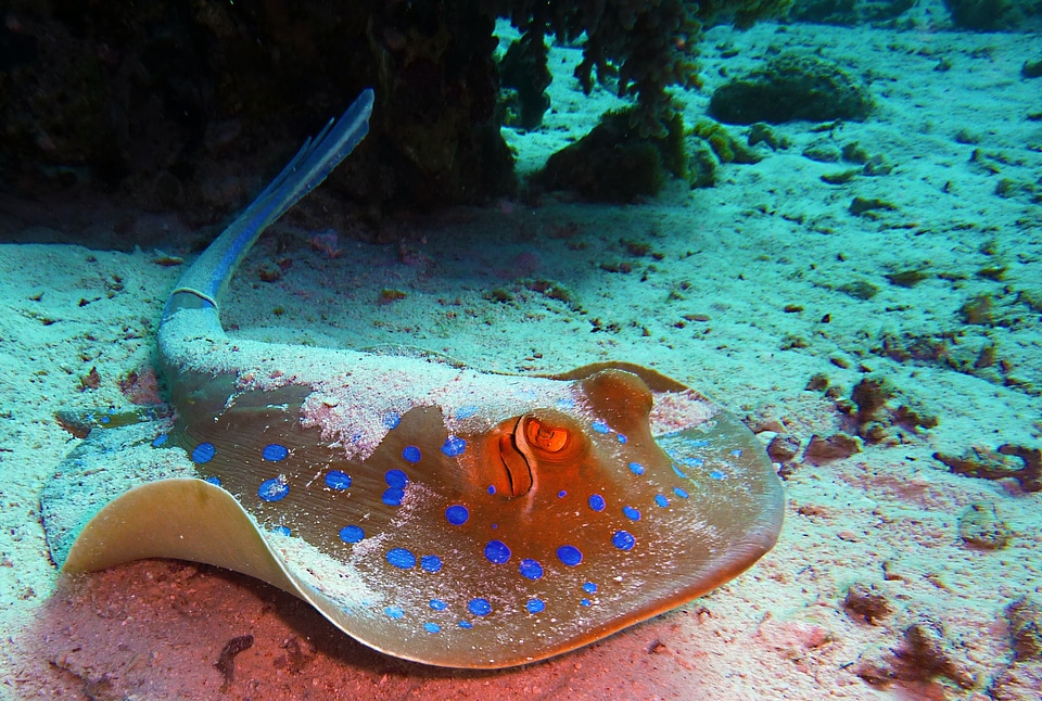 Underwater water sea