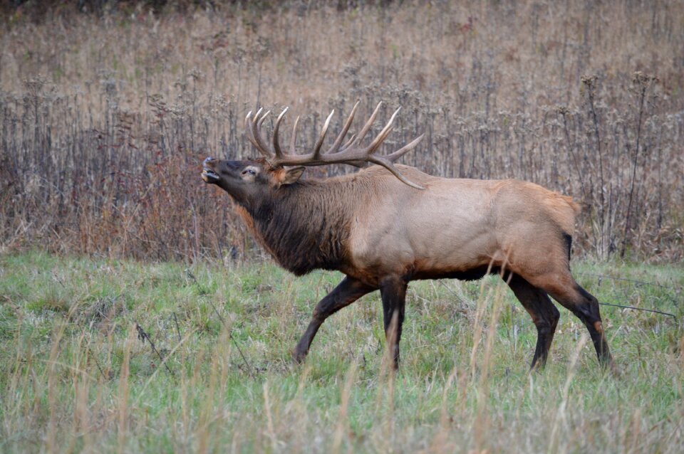 Buck cataloochee environment