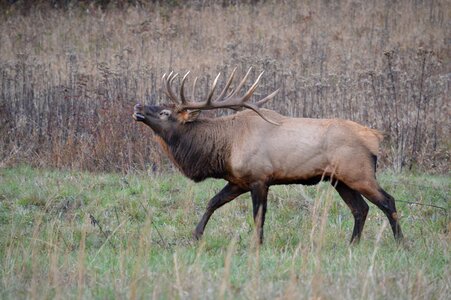 Buck cataloochee environment