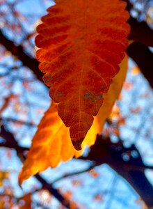 Yellow color fall leaves