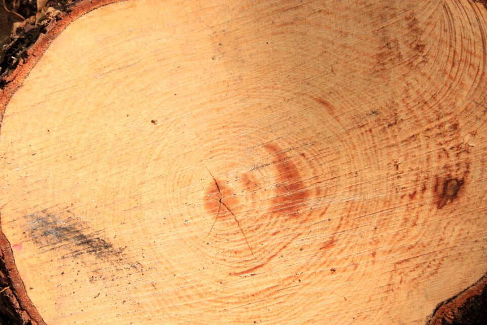 Texture wood dry tree
