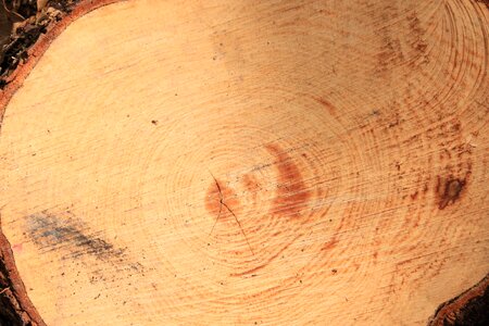 Texture wood dry tree photo